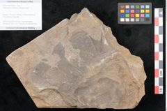 Foto (Objekt + Etikett) von Taeniopteris moravica Ettingshausen (NHMW-GEO-2024-0188-10931)